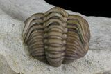 Bargain, Enrolled Lochovella (Reedops) Trilobite - Oklahoma #68619-3